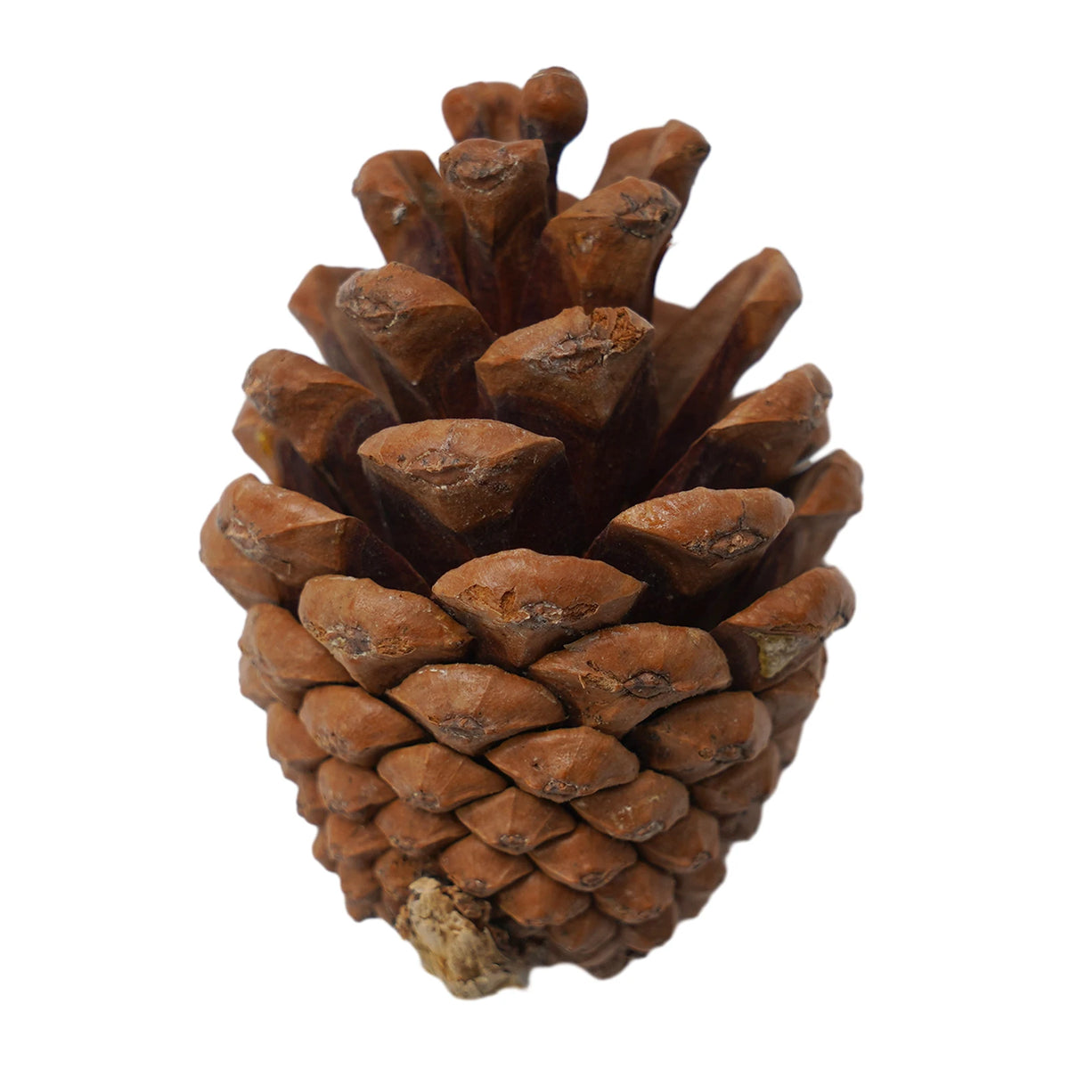 Harvella Decor Props - 50-Piece Foam Gourd Mix