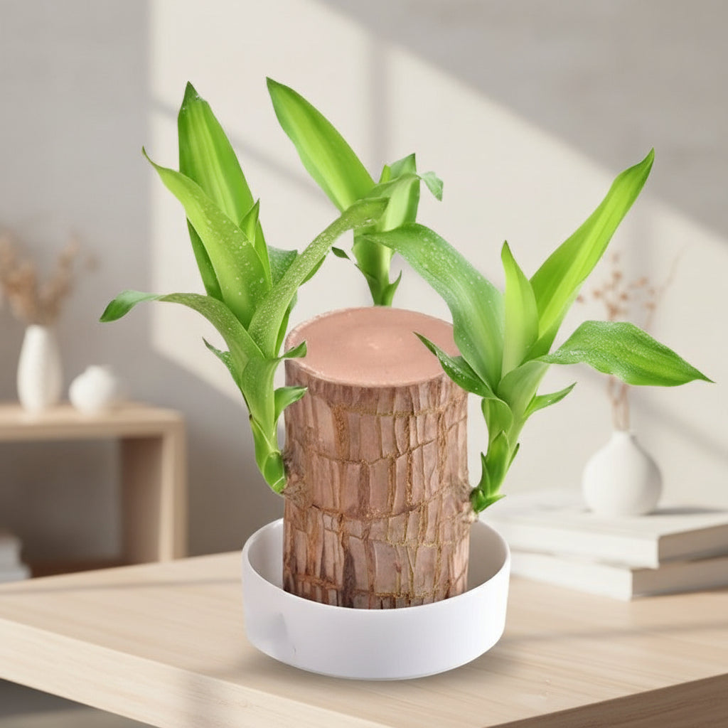 Wood Plant Stand
